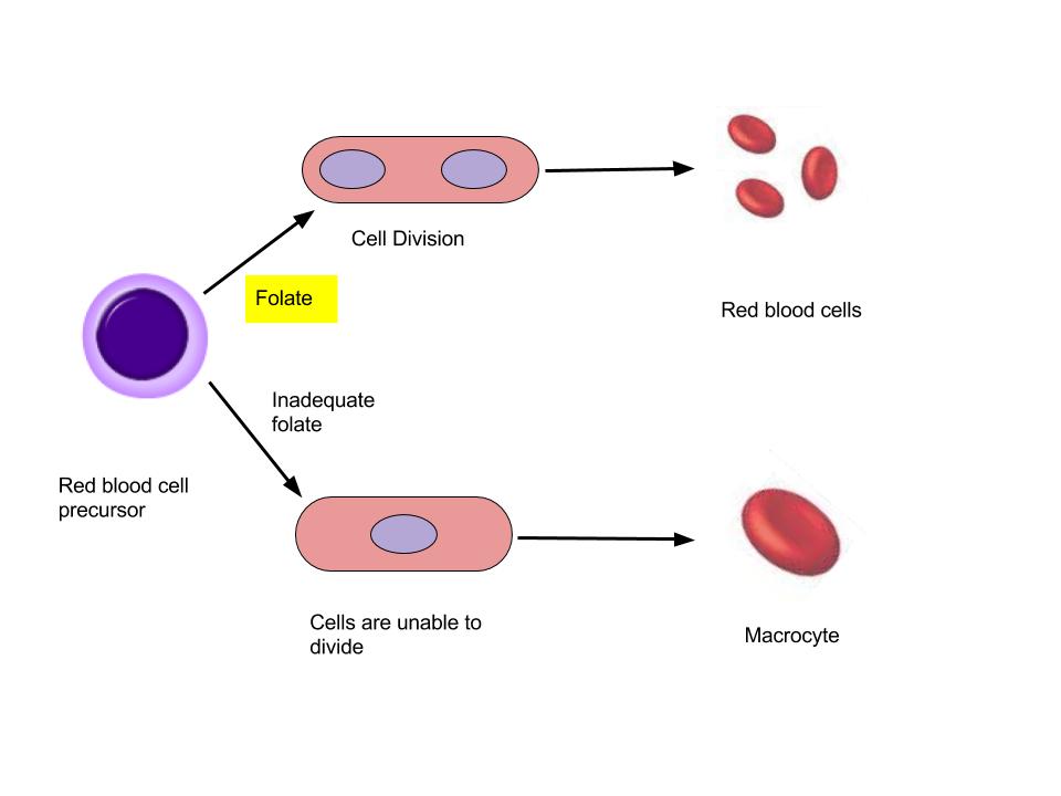 Vitamin B and red blood cell production