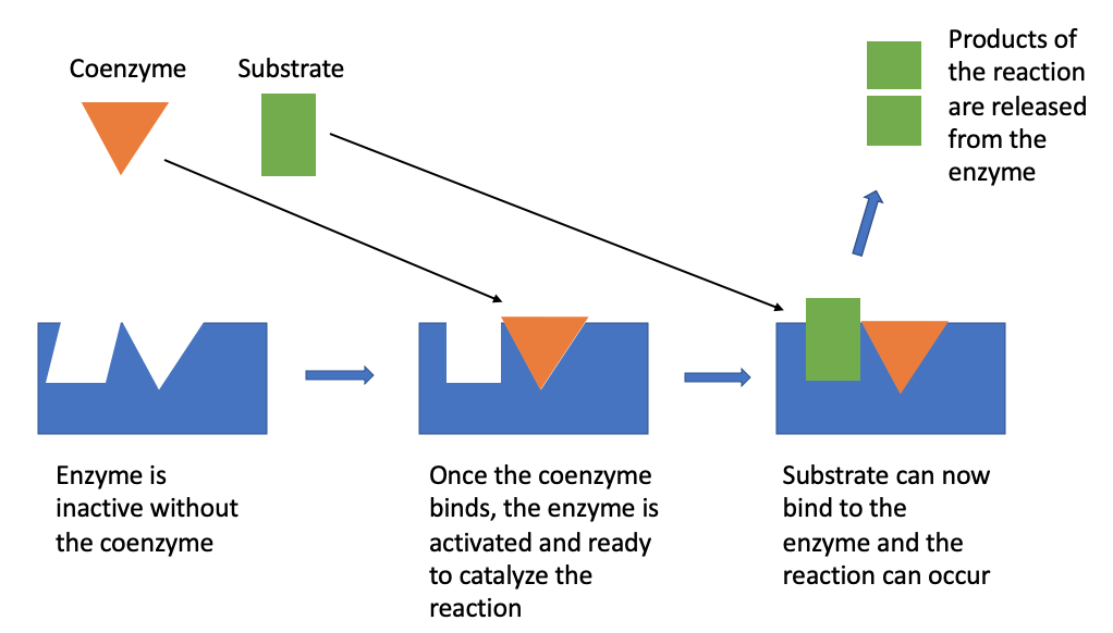 Vitamin B and energy production